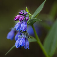 Buy canvas prints of BLUE BELLS 2019 by Fred Denner