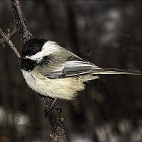 Buy canvas prints of Black-capped Chickadee by Fred Denner