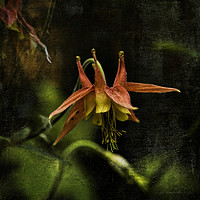 Buy canvas prints of Columbine by Fred Denner