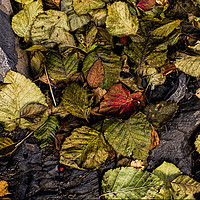 Buy canvas prints of Alder Leaves by Fred Denner