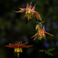 Buy canvas prints of Three Columbine by Fred Denner