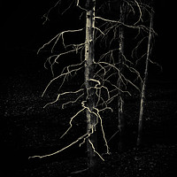 Buy canvas prints of Ghost Trees by Fred Denner