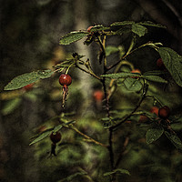 Buy canvas prints of Wild Rosehips by Fred Denner
