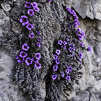 Buy canvas prints of Purple Mountain Saxifrage by Fred Denner