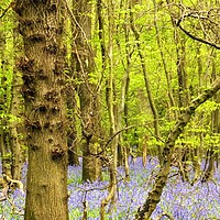 Buy canvas prints of Bluebell woods by Adam Ransom