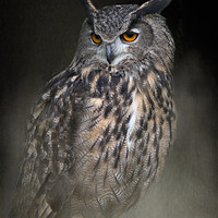 Buy canvas prints of Eurasian Eagle Owl by JOHN RONSON