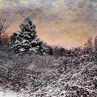 Buy canvas prints of Winter's Glow by JOHN RONSON