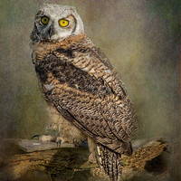 Buy canvas prints of Great Horned Owlet by JOHN RONSON