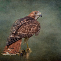 Buy canvas prints of Red-Tailed Hawk by JOHN RONSON
