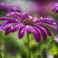 Buy canvas prints of Cape daisy by Phil Hart