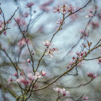 Buy canvas prints of Turning into Spring no2 by Phil Hart