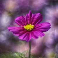 Buy canvas prints of Images from a cosmic garden no.2 by Phil Hart