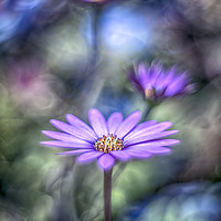 Buy canvas prints of Cape Daisy No2 by Phil Hart