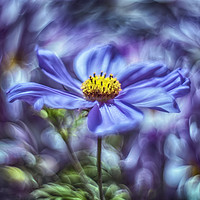 Buy canvas prints of Images from a cosmic garden No3 by Phil Hart