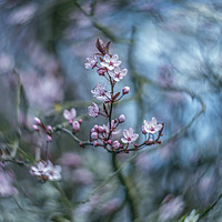 Buy canvas prints of Turning into Spring No3 by Phil Hart