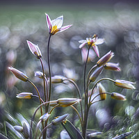 Buy canvas prints of In the time of tulips by Phil Hart