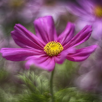 Buy canvas prints of Images from a cosmic garden No4 by Phil Hart