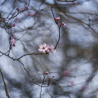 Buy canvas prints of Turning into spring by Phil Hart