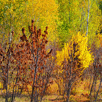Buy canvas prints of autumn colors by Paul Boazu