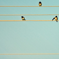 Buy canvas prints of portative with swallows by Paul Boazu