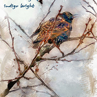 Buy canvas prints of Winter indigo  by Paul Boazu