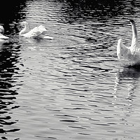Buy canvas prints of white swans on the lake by Paul Boazu