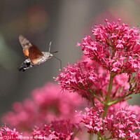 Buy canvas prints of Hummingbird Hawk Moth on Valerian by Linda Lyon