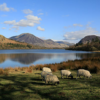 Buy canvas prints of Idyllic Loweswater by Linda Lyon
