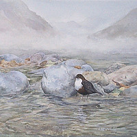 Buy canvas prints of Dipper in the River, Watercolour, small sizes only by Linda Lyon