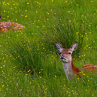 Buy canvas prints of Red Deer in the Buttercups by Linda Lyon
