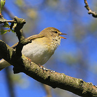 Buy canvas prints of Willow Warbler by Linda Lyon