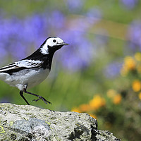 Buy canvas prints of Pied Wagtail by Linda Lyon