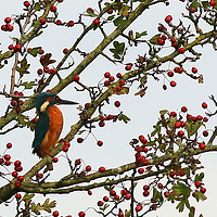 Buy canvas prints of Kingfisher in Hawthorn tree............small sizes by Linda Lyon