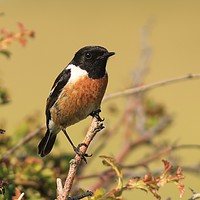 Buy canvas prints of Male Stonechat perched.    small sizes by Linda Lyon