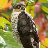 Buy canvas prints of Sparrowhawk..........Small Sizes only by Linda Lyon