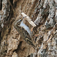Buy canvas prints of Tree Creeper, carrying nest material by Linda Lyon
