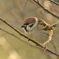 Buy canvas prints of Tree Sparrow ............ small sizes by Linda Lyon