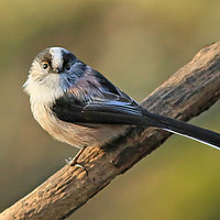 Buy canvas prints of Longtailed-tit  small sizes by Linda Lyon