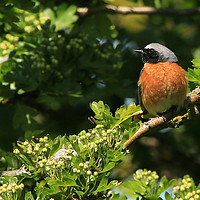 Buy canvas prints of Redstart in the Bushes by Linda Lyon