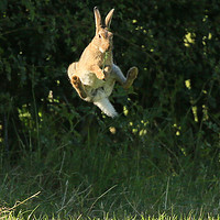 Buy canvas prints of Brown Hare , High Jump    small sizes  by Linda Lyon