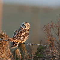 Buy canvas prints of short-eared Owl in last sun...order small sizes by Linda Lyon