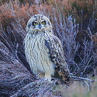 Buy canvas prints of Short-eared Owl in Heather by Linda Lyon