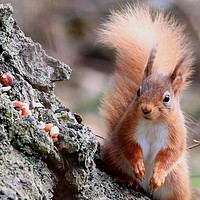 Buy canvas prints of Nuts ! surprised look on Red Squirrel's face by Linda Lyon