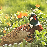 Buy canvas prints of Pheasant and Marigolds by Linda Lyon