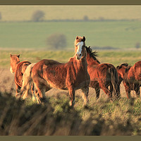 Buy canvas prints of Startled Horses by Linda Lyon