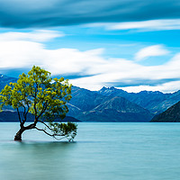 Buy canvas prints of The Lone Tree by Alexander Jeffrey