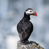 Buy canvas prints of A Puffin's Perfect Pose by Alexander Jeffrey