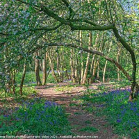 Buy canvas prints of Bluebell woodland Norfolk by Graeme Taplin Landscape Photography