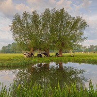Buy canvas prints of Cattle grazing at Dedham Vale on the River Stour Suffolk by Graeme Taplin Landscape Photography