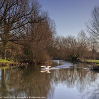 Buy canvas prints of Swan on the River Stour by Graeme Taplin Landscape Photography